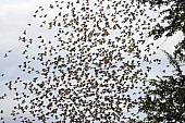 Flock of Red-billed queleas