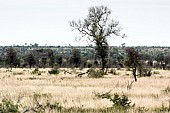 Kruger Park Scenic