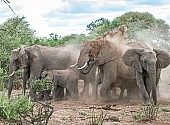 African Elephant Squrting Dust