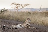 Male Cheetah at Dusk