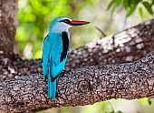 Woodland Kingfisher