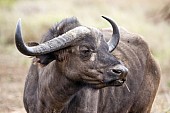 African Buffalo Cow