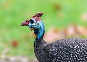 Helmeted Guineafowl in Profile