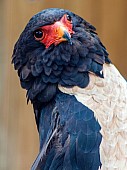 Bateleur eagle portrait, head tilted