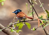 African Paradise-flycatcher