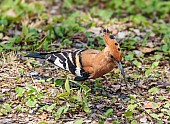 African Hoopoe