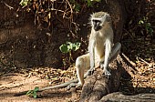 Vervet Monkey