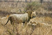 Lion Male in Falling Rain