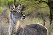 Waterbuck Female