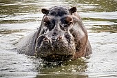 Hippo Portrait