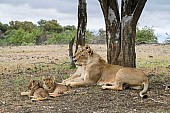 Lioness Pair with Cubs