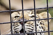 Caged Leopard