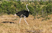 Ostrich Male