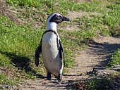 African Penguin