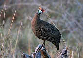 Helmeted Guineafowl in Morning Light