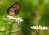 Gaudy Commodore Butterfly, Summer Form