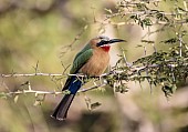 White-fronted Bee-eater