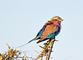 Lilac-breasted roller perching in warm sunlight