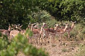 Impala Female Group