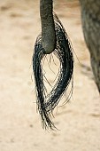 Elephant Tail, Close-Up