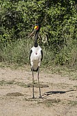 Saddle-billed Stork