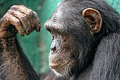 Chimpanzee Close-up, Side-on View