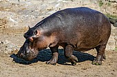 Hippo Walking Across Rocky Ground