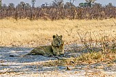 Young Male Lion