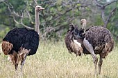 Ostrich Pair