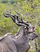 Kudu Bull Duo