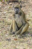 Baboon Seated on Grass