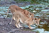 Lioness Keeping Lookout