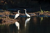 Great Egret Duo