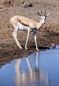 Springbok Standing at Waterhole
