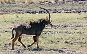 Sable Antelope