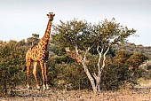 Giraffe Duo in Warm Light