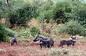 Warthog Family