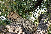 Leopard in Dappled Shade