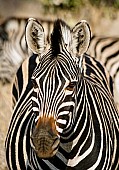 Close-Up of Zebra