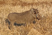 Warthog