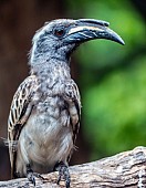 African Grey Hornbill Male