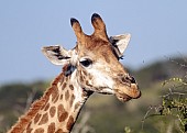 Giraffe Female Close-up