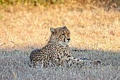 Young Cheetah