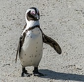 African Penguin