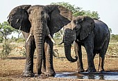 African Elephants at Waterhole