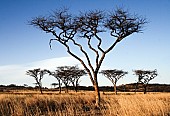 Acacia Trees in Long Winter Grass