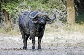 Buffalo Bull