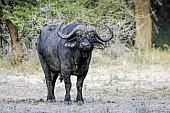 Buffalo Bull