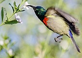 Southern Double-collared Sunbird Hovering