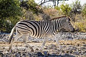Zebra Walking, Side-on